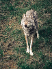 Wolf im Park