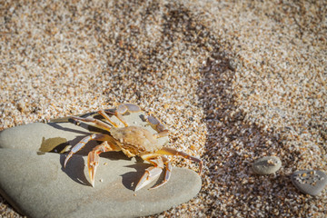 Live crab sitting on a flat stone on the beach