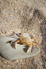 Live crab sitting on a flat stone on the beach
