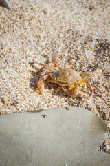 Live crab sitting on a flat stone on the beach