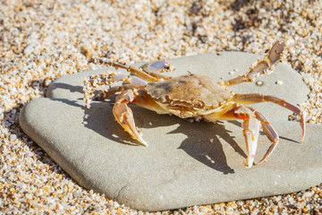 Live crab sitting on a flat stone on the beach