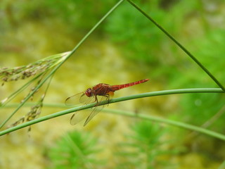 Crocothémis écarlate (Crocothemis erythraea)