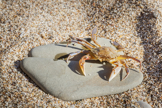 Live crab sitting on a flat stone on the beach