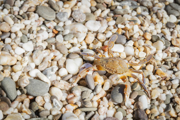 Live crab sitting on small stones on the beach in the summer