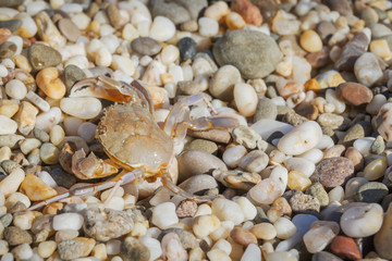 Live crab sitting on small stones on the beach in the summer