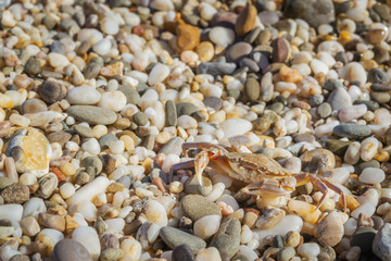 Live crab sitting on small stones on the beach in the summer
