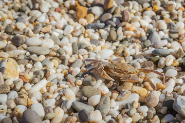 Live crab sitting on small stones on the beach in the summer