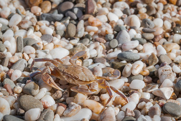 Live crab sitting on small stones on the beach in the summer