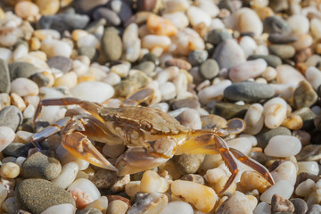 Live crab sitting on small stones on the beach in the summer