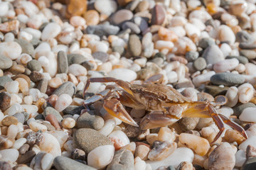 Live crab sitting on small stones on the beach in the summer
