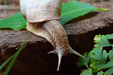 Snail crawling on a leaf