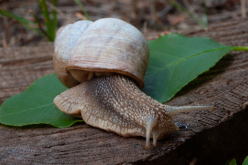 Snail crawling on a leaf