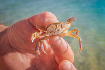 Live crab in the hand of a man on the background of the sea