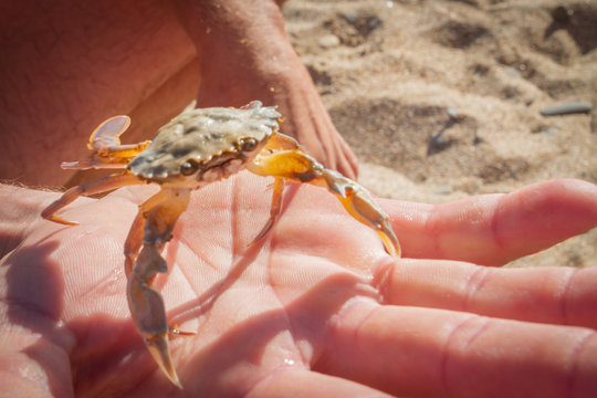 Live crab in a man's hand on a sandy beach background
