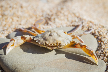 Live crab sitting on a flat stone on the beach