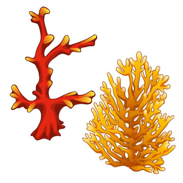 Set of red and orange corals isolated on a white background. Vector illustration.