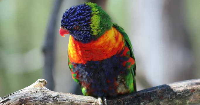 Beautiful Rainbow Lorikeet Perched On The Tree Branch. Close Up Portrait - DCi 4K Resolution