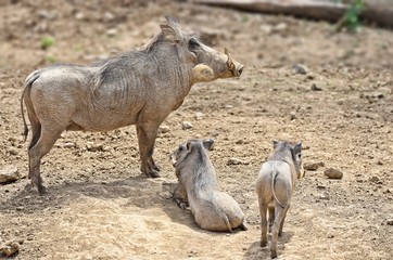 Baby pigs, hog, wild family
