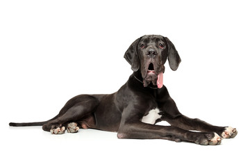 Great Dane lying on white background