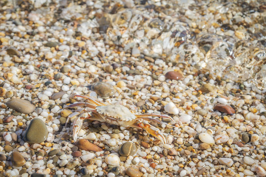 Live crab sitting on small stones in the sea