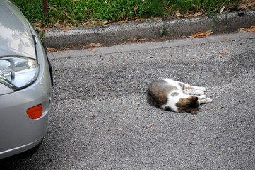 Summercat
