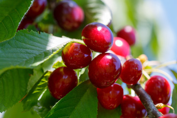 Sun rays fall on the bunches of ripe cherries in spring
