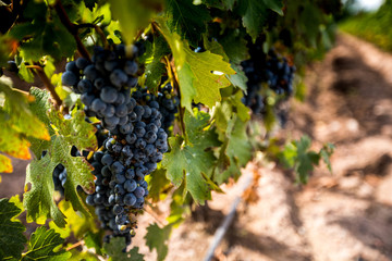 uvas