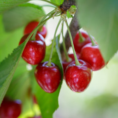 Ripe cherry on the branches of a tree close up