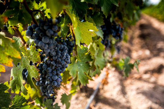 uvas