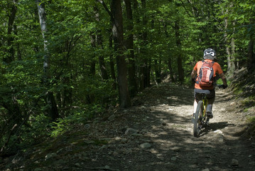 Obraz premium man uses an electric bicycle, e-bike, ebike, mtb, pedal on a dirt road, in a beech forest, during summer, mountain, sport, adventure, freedom, Colazza, Lake Maggiore, Italy