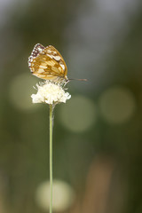 Schachbrett Falter auf Blüte