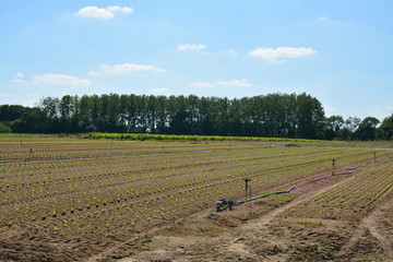Bouaye - Agriculture