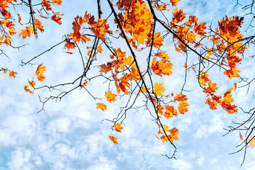 Colorful autumn leaves on a blue sky