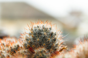 Obraz premium cactus with large needles, spines, close-up