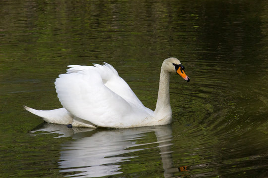 Big white swan 