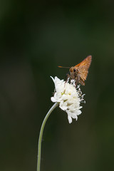 Braun Kolbiger Dickkopffalter an Blüte