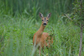 Chevreuil (Capreolus capreolus)