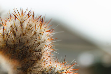 cactus with large needles, spines, close-up