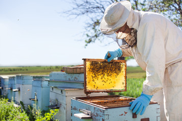 Beekeeper is working with bees and beehives on the apiary. Beekeeper on apiary. - obrazy, fototapety, plakaty
