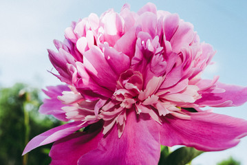 The flower of the peon growing in a summer garden.