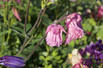 Close up view of pink bell shape columbine flowers in bloom