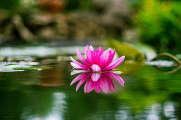 flower of a water lily in a pond