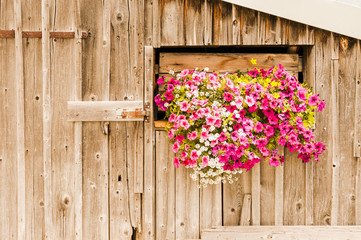 Fototapeta na wymiar Alpen, Holzhütte, Blumen, Topfblumen, Graubünden, Holzstall, Blumendekoration, Sommer, Schweiz