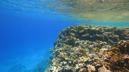 NUrkowanie w Egipcie © Zbyszek Nowak