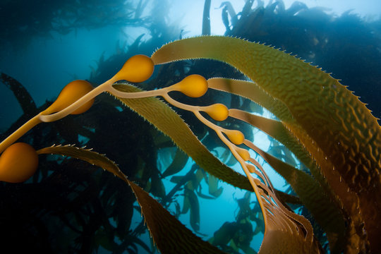 Giant Kelp In California