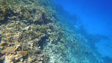 Naklejka na ściany i meble Rafa koralowa