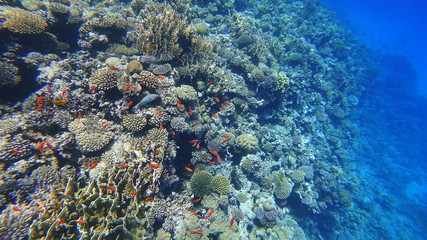 Fototapeta na wymiar Rafa koralowa
