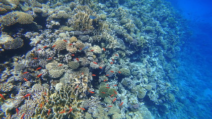 Plakat Rafa koralowa