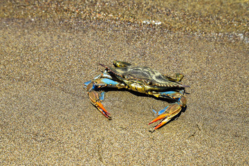 Blue crab with large claws sits on the sand
