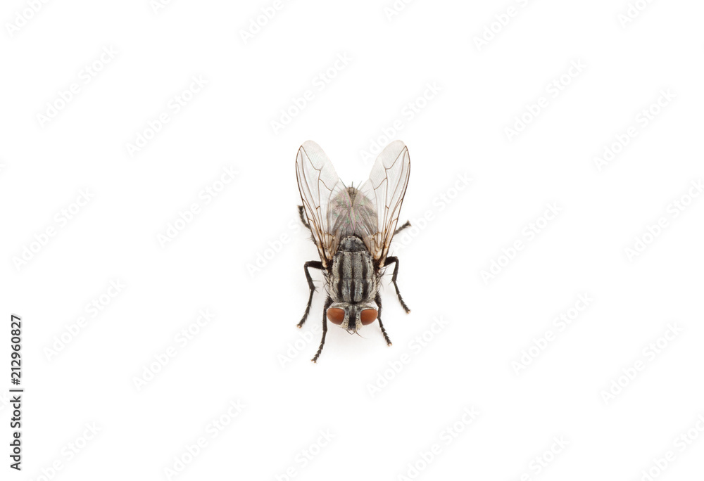 Sticker fly isolated on a white